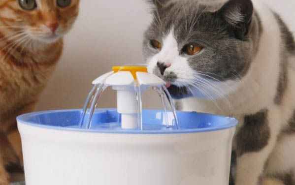 猫咪肾衰竭可以吃泌尿处方粮吗