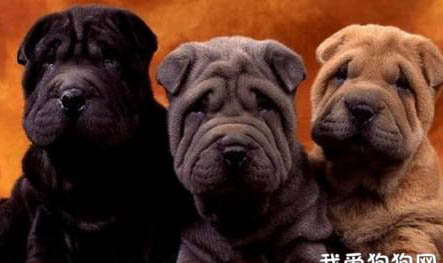 中国沙皮犬训练技巧有哪些