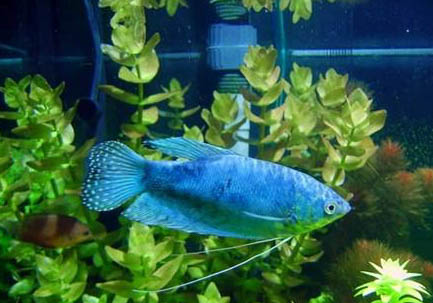 蓝星鱼如何繁殖