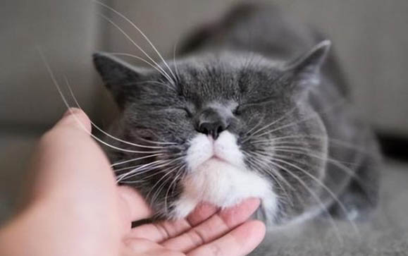 为什么猫咪会发出呼噜呼噜的声音