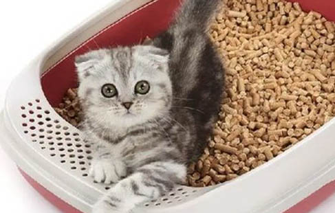 猫咪能吃荔枝肉吗?