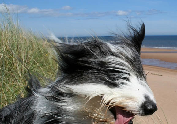 英国古代牧羊犬手术伤口多久恢复