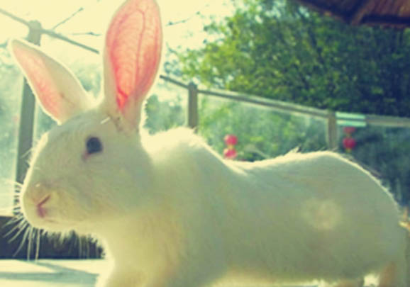 新西兰兔子可以长多少斤