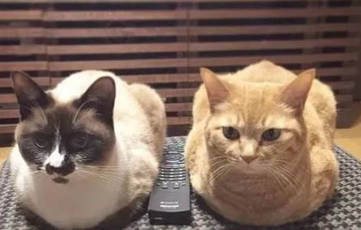 两只猫见面低吼是为什么