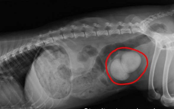 狗狗胰腺炎的治疗方法