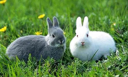 兔子多久能繁殖一窝