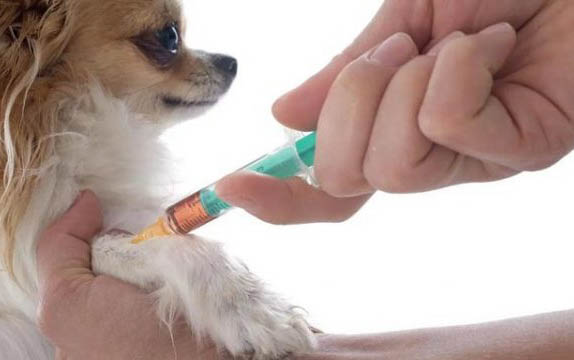 宠物狗狗可以不打疫苗吗