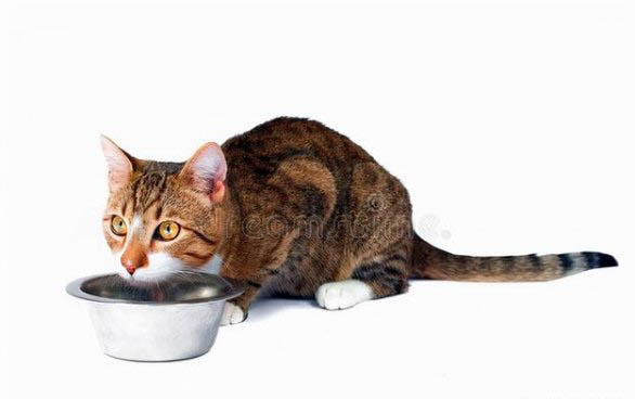 猫咪应激最多几天不吃饭