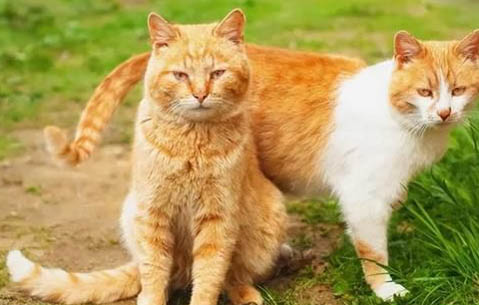 七个月的猫一天吃多少千克的猫粮？