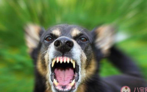 狗狗肾衰症状主要有哪些