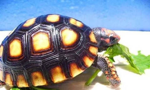 陆龟种类哪个好养