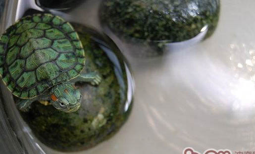 巴西龟开心的表现？