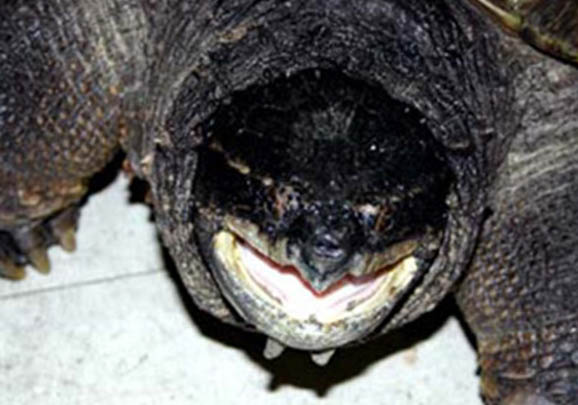 影响鳄龟的生长因素有哪些