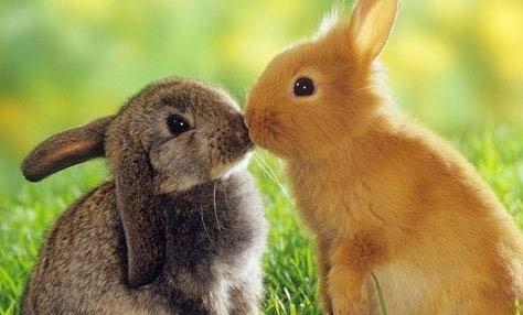兔子怎么区分公母