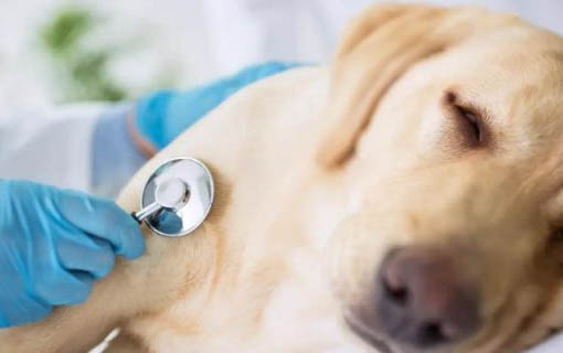 狗狗感染冠状病毒要治多久才能好