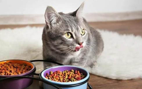 猫咪的干粮和湿粮怎么搭配