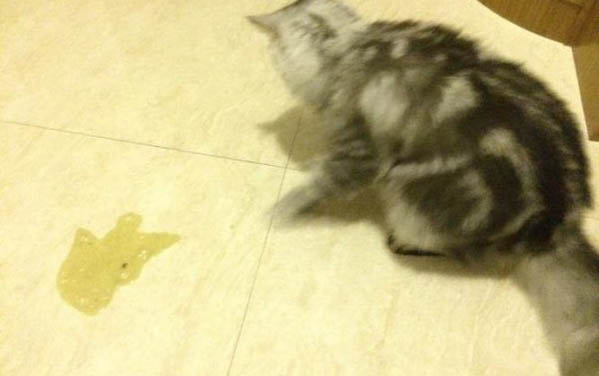 猫咪吐黄水不吃东西只喝水