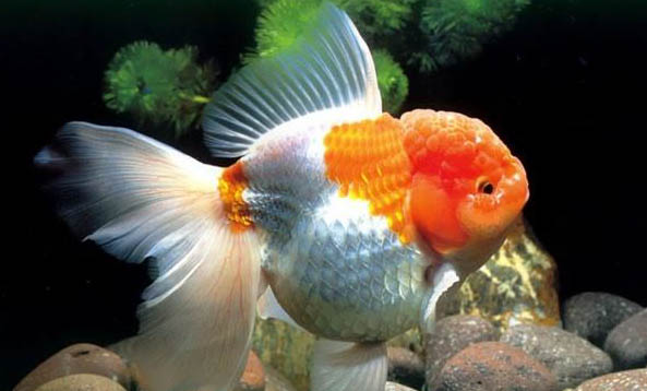 金鱼每天喂几次每次喂多少