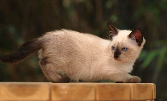 暹罗猫黑色和白色哪个好看