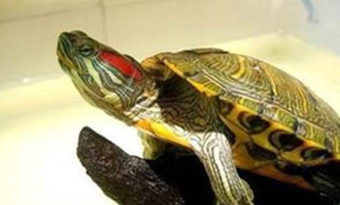 巴西龟冬眠需要什么样的环境？