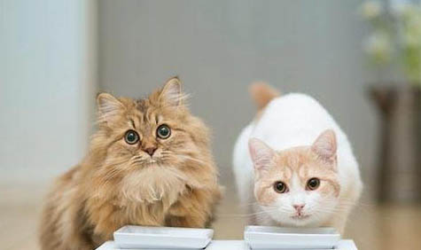 成年猫吐没消化的猫粮是什么原因