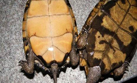 小乌龟能活多长时间