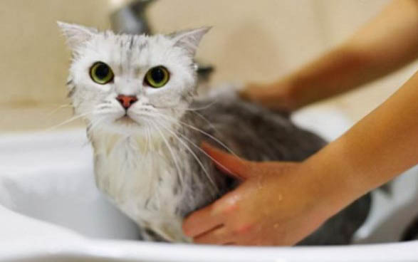 小猫需要打狂犬疫苗吗