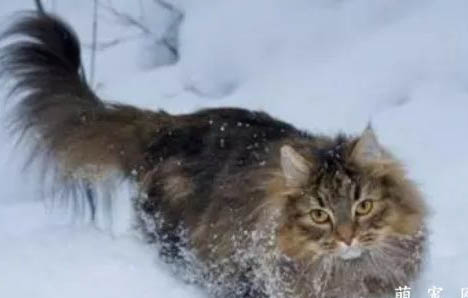 西伯利亚猫好养吗