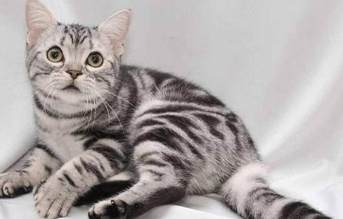 美短和布偶生的猫咪叫什么品种