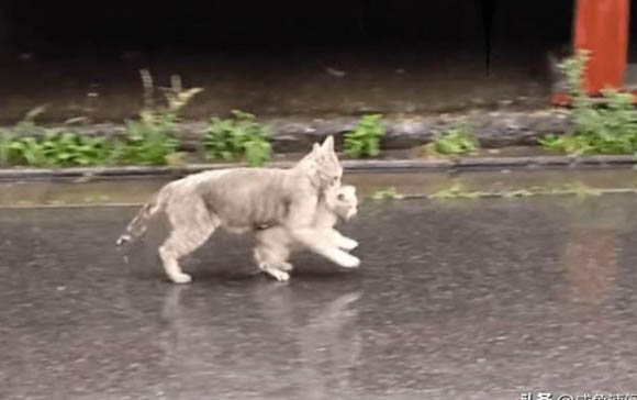 不出门的家猫有必要打狂犬疫苗吗