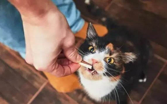 猫疫苗哪个好