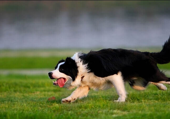 古代长须牧羊犬的寿命一般是多久