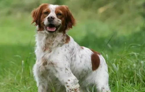 博伊金猎犬眼睛有眼屎的原因及处理方法