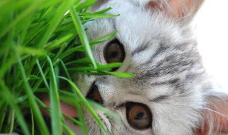 猫咪第三眼睑增生症状