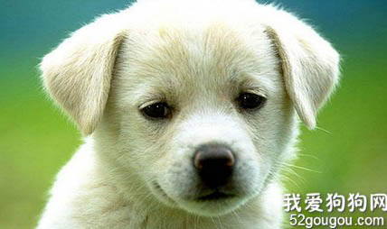 上海“宠物码”来了！“文明养犬一件事”便民措施近日推出