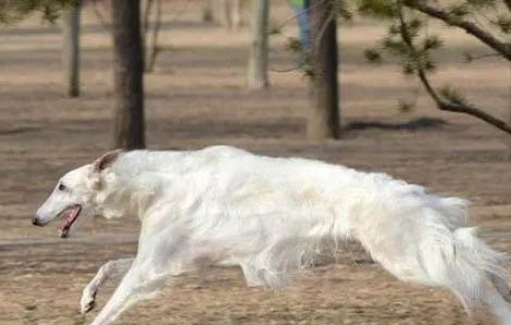 苏俄猎狼犬喜欢什么