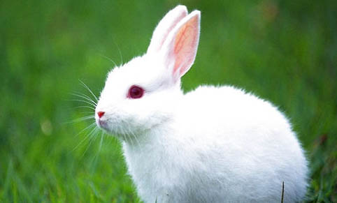 兔子有哪些特殊习性？