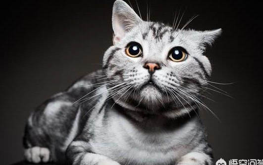 猫咪角膜炎传染吗
