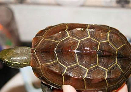 中华草龟怎么冬眠？