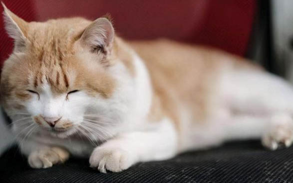 小猫肠梗阻还能活多久？