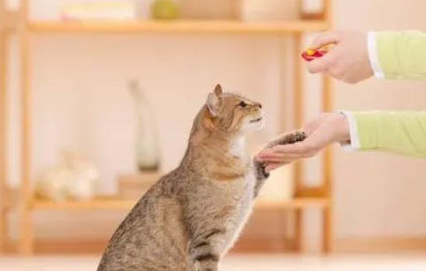 猫吃泌尿道处方粮拉稀的原因及处理方法