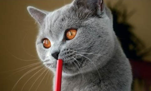 猫咪泪腺分泌过多的原因及处理方法