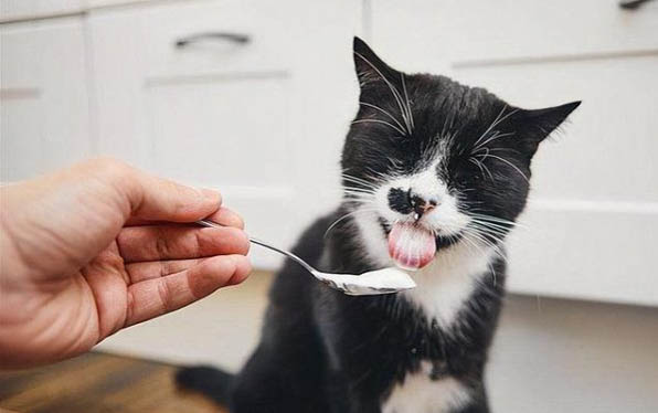 猫咪呕吐拉稀可以吃营养膏吗