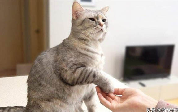 猫咪打疫苗后有哪些注意事项