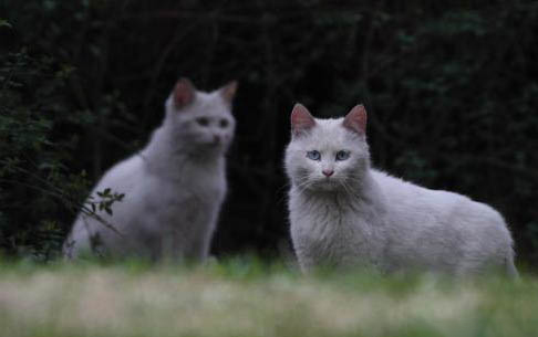 猫总咬人怎么办