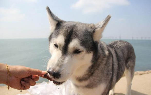 狗肾衰竭临死前症状