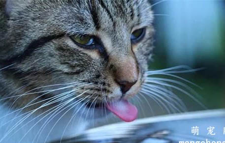 猫咪吐血水是猫瘟