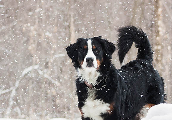 一个月的伯恩山犬可以洗澡吗