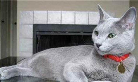 红霉素眼膏猫可以用吗