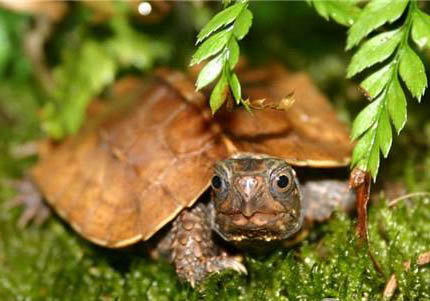 枫叶龟和锯齿龟的区别